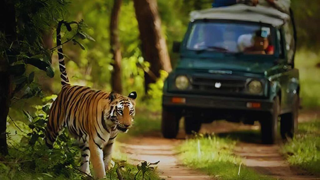 tiger jungle safari in gorumara national park