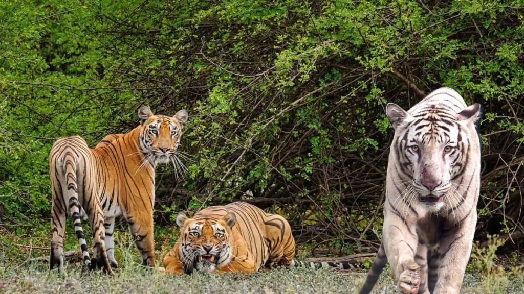 Buxa-tiger-reserve-National-Park-West-Bengal