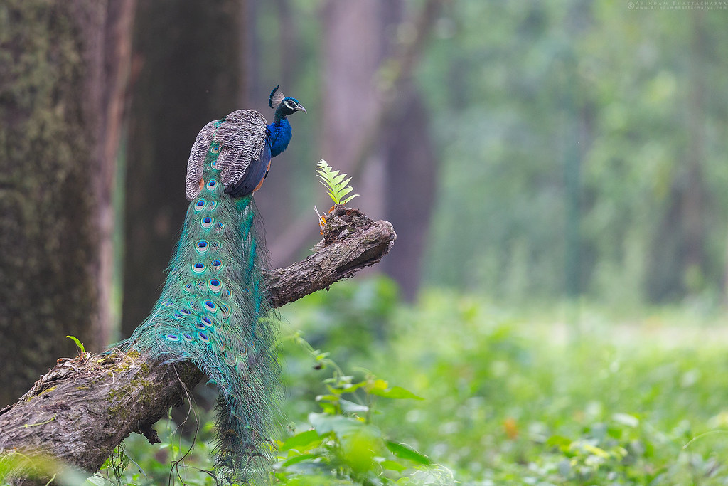 peacock